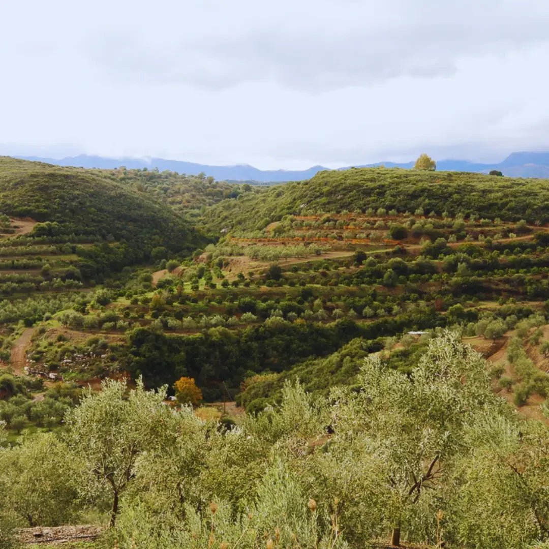 Hilly landscape with olive trees under a cloudy sky