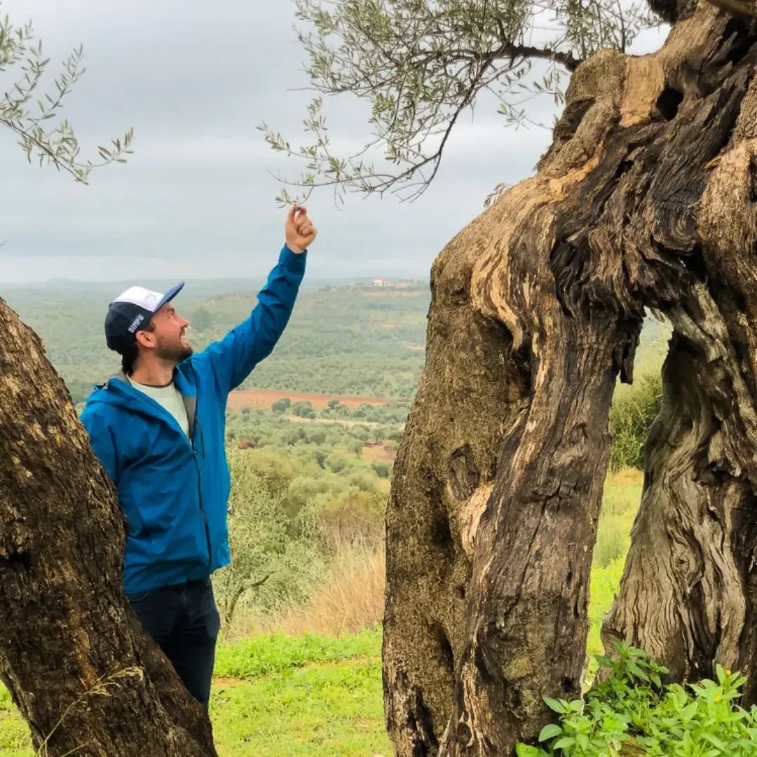 Man in a blue jacket standing between two large olive trees, reaching up to touch an olive branch
